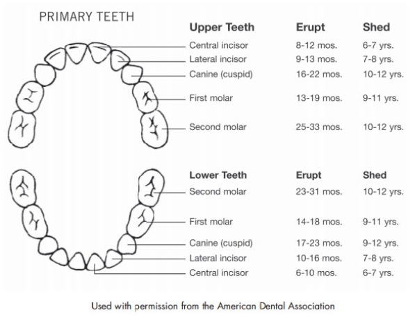 baby teeth schematic development