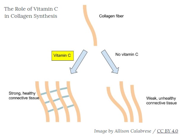 vitamin C collagen synthesis - image by Allison Calabrese