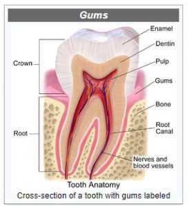 cross section of tooth showing gums