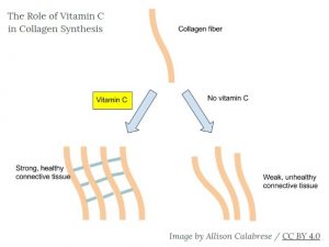 vitamin C collagen collection
