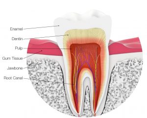 healthy tooth at Toronto dentist