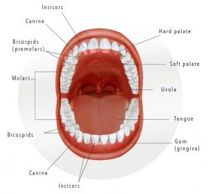 open mouth showing all teeth graphic