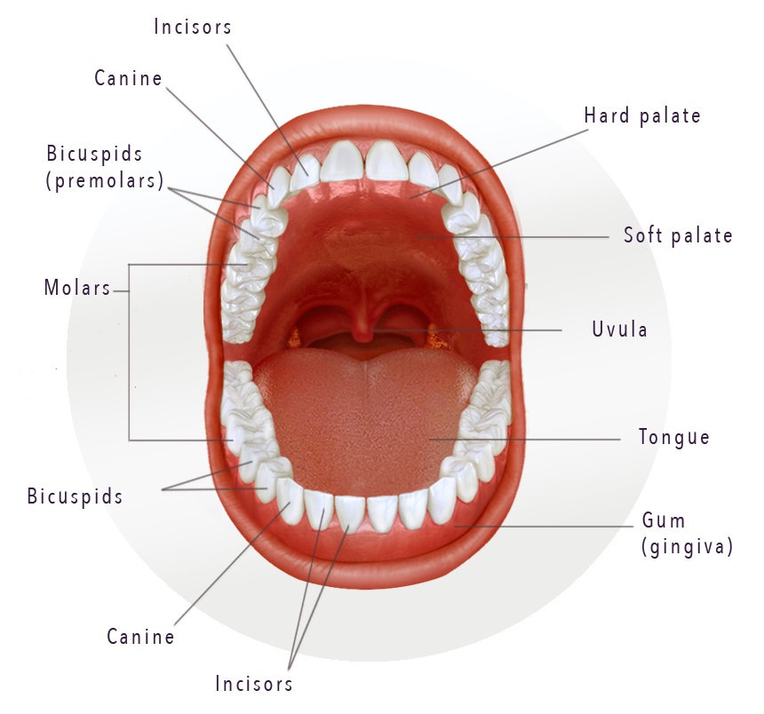 open mouth showing all teeth graphic