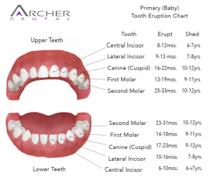 when baby teeth come in chart