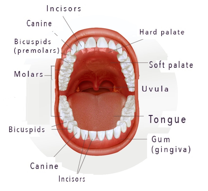 anatomy of mouth showing wisdom teeth